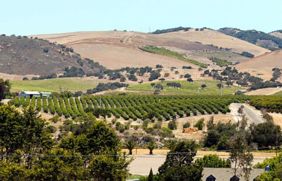 Expansive view of vineyards and rolling hills at Cal Poly’s Bartleson Ranch with agricultural rows and trees