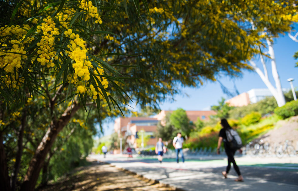 Yellow flowering tree on Cal Poly campus with students walking in background