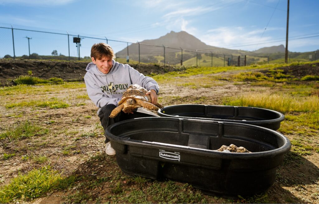 A student wearing a Cal Poly sweatshirt carefully holds a large tortoise beside two outdoor containers.